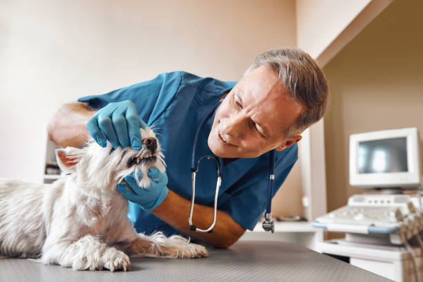 Best Pediatric Emergency Dentist in Fairbanks Ranch, CA